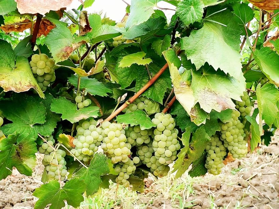 Struguri nohan alb De Vânzare