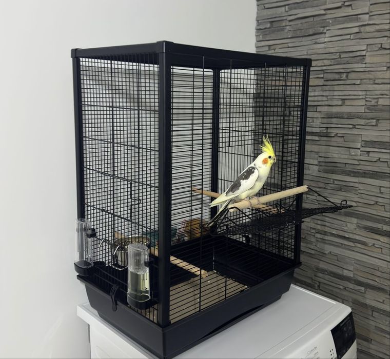 Vand nimfa si colivie