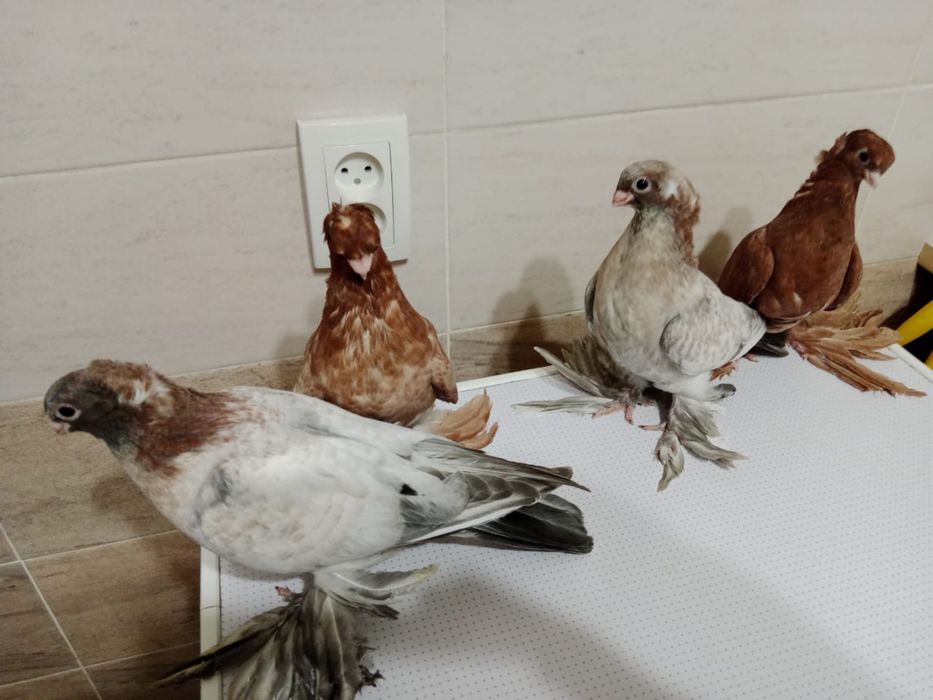 Продам  голубей