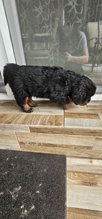 Тибетски мастиф с родословие