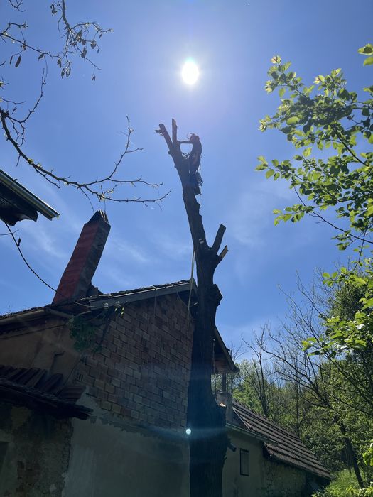 Рязане на опасни дървета в половин България  / Арборист / Arborist