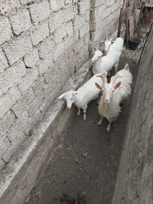 Уйда бокилган серкала сотилади