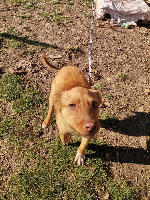 Мики спешно търси дом! Гр. Пловдив