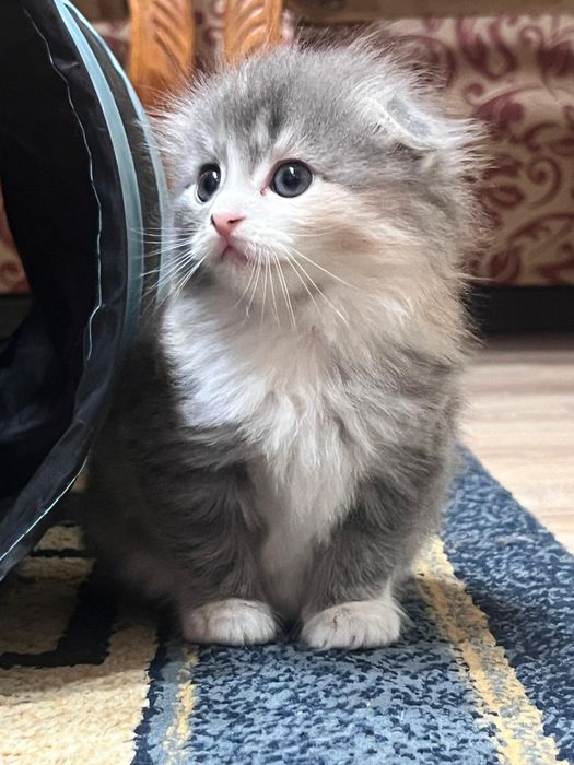 Шотландские малыши