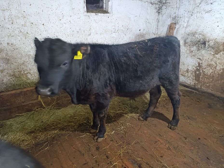 Абердин Ангус 6 мес