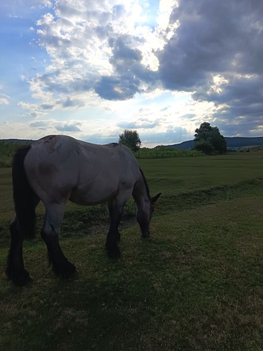 Iapa și mânz de vânzare