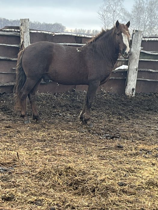 Жеребец на племя