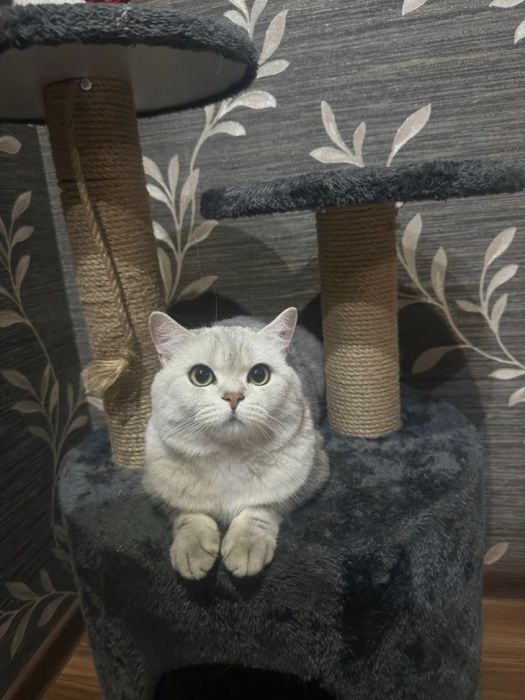 Вязка британский кот Серебристая шиншила