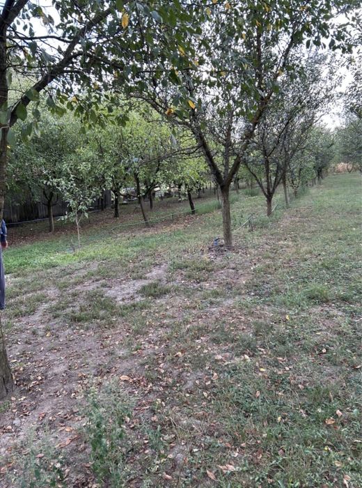 Vand livada sau loc de casa