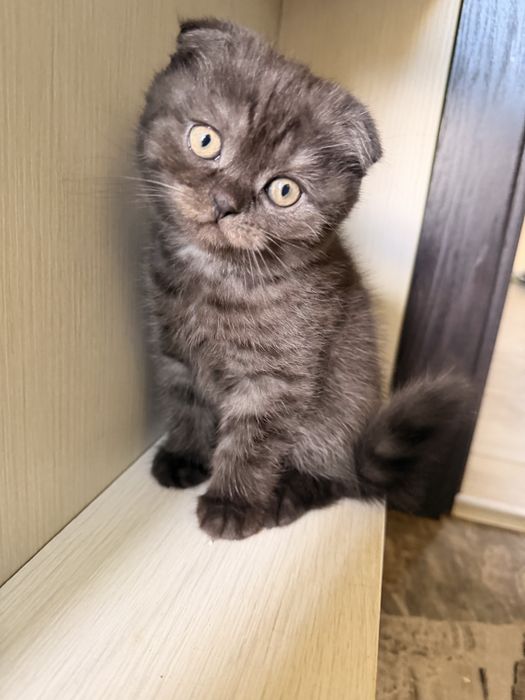 Шотландски клепоухи
