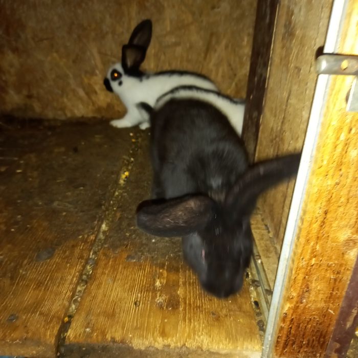 Vând iepurași fluture german diferite vârste