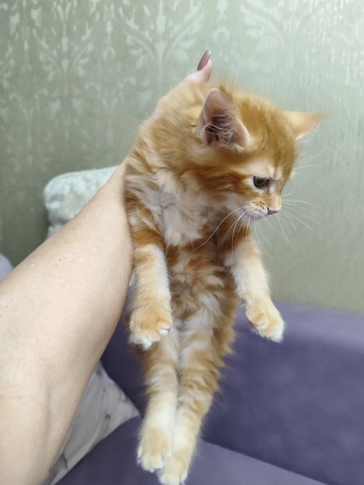Котята мейнкун продаются