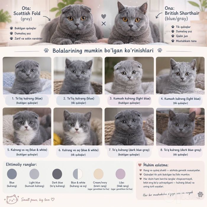 British shorthair mushuk 3 ta dona