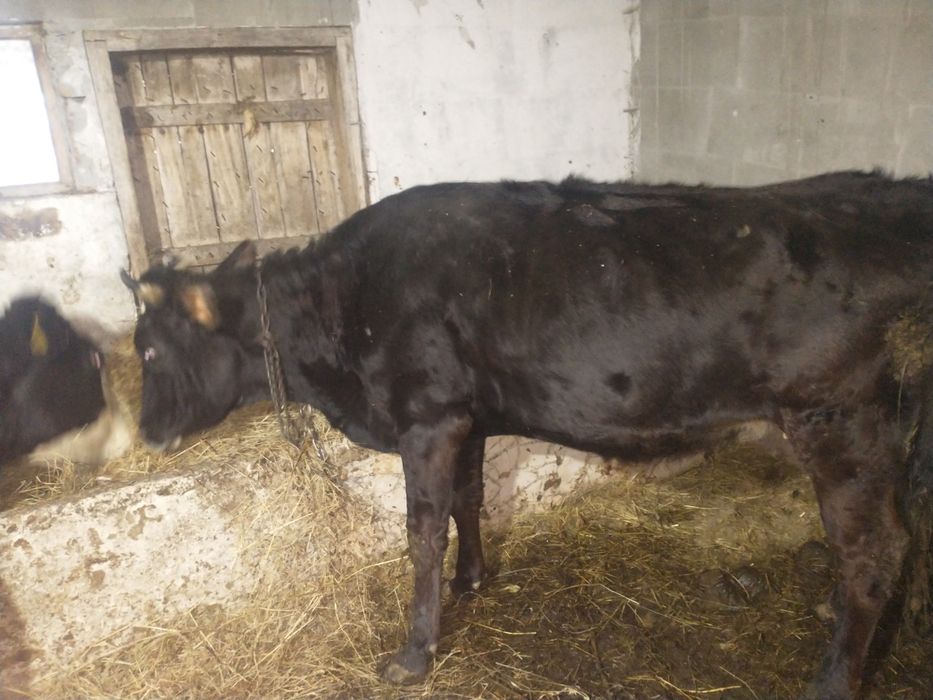 Junca bruna de Maramureș