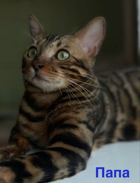 Бенгальские котята