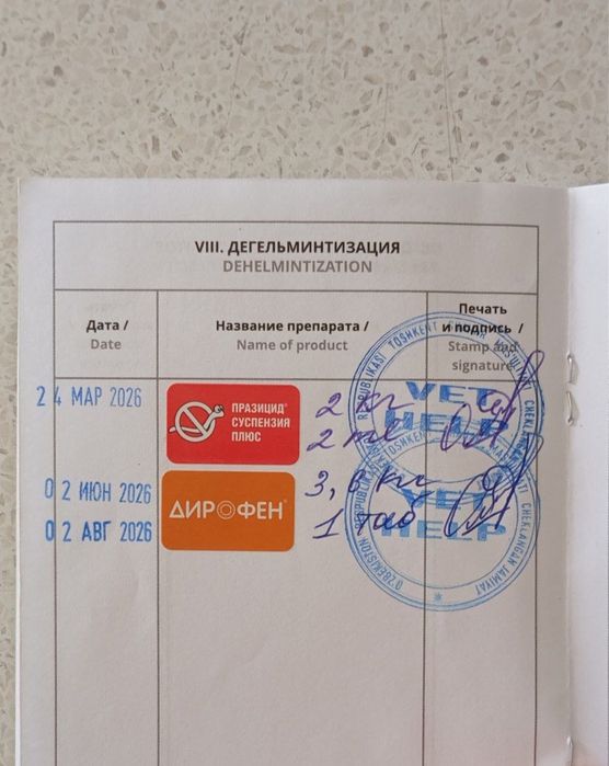 Кот Скоттиш Страйт В хорошие руки