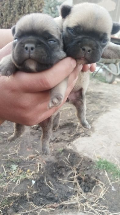 В продаже французский бульдог