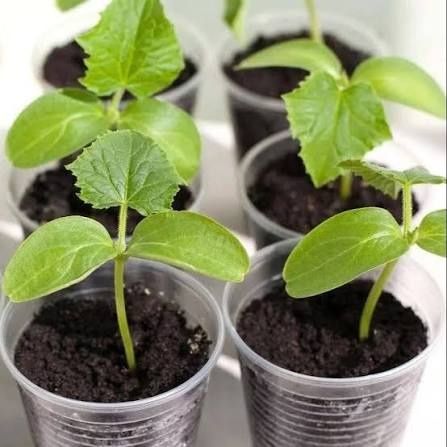 Рассада огурцов.