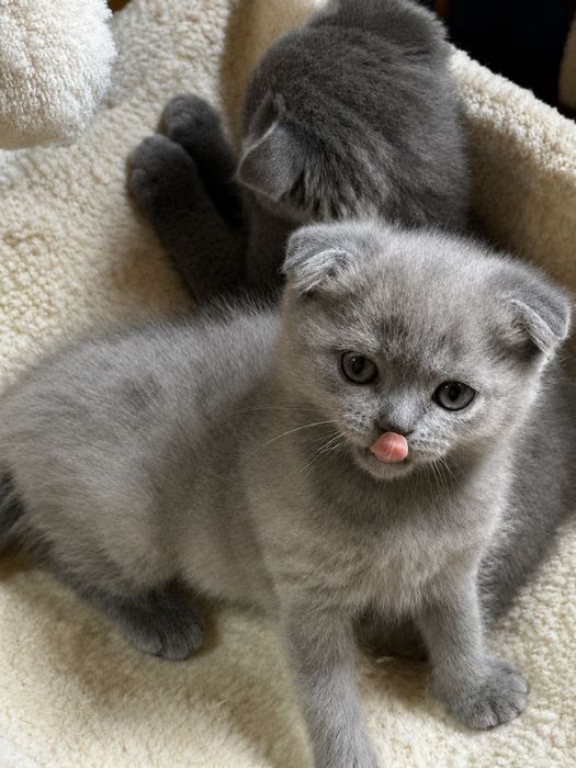 шотландски клепоухи