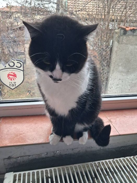 Хубавата Адолфина търси дом