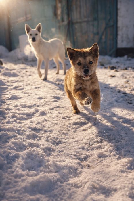 Отдам щенка в хорошие руки