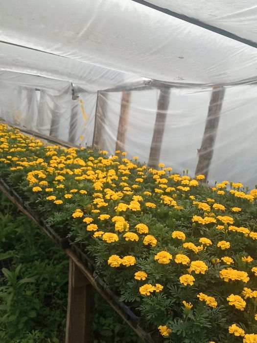 Питунья и тагетис