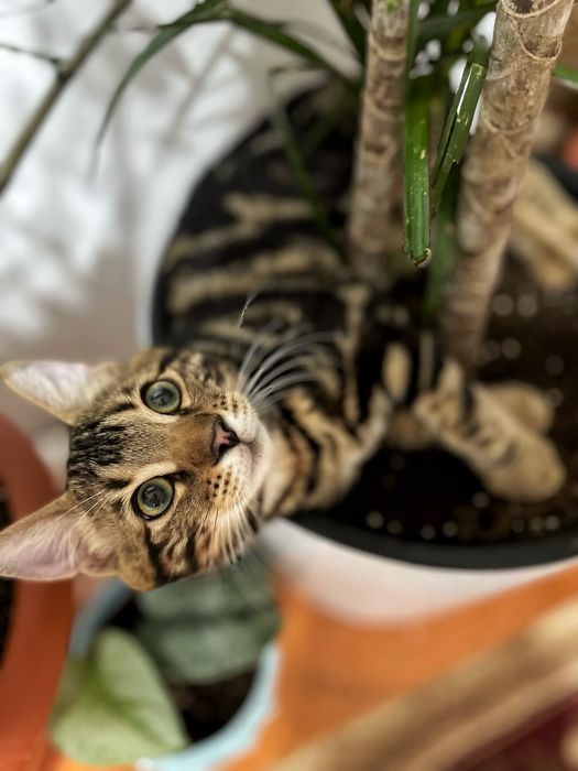 Бенгальская кошка