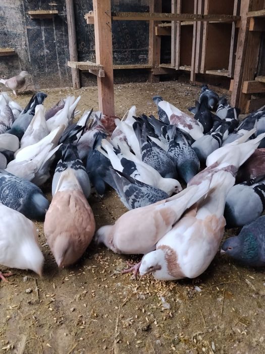 vând porumbeii standard