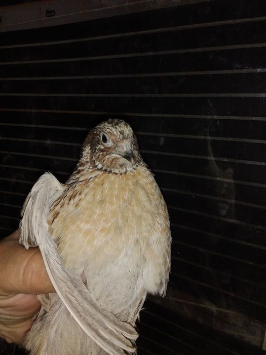 Таёр бизнес бедана
Готовый бизнес перепела