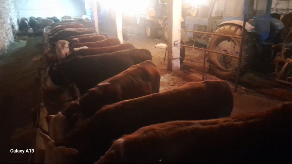 Откоомленные бычки и телочки