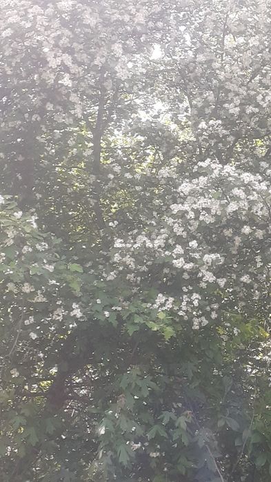 Vând floare de paducel