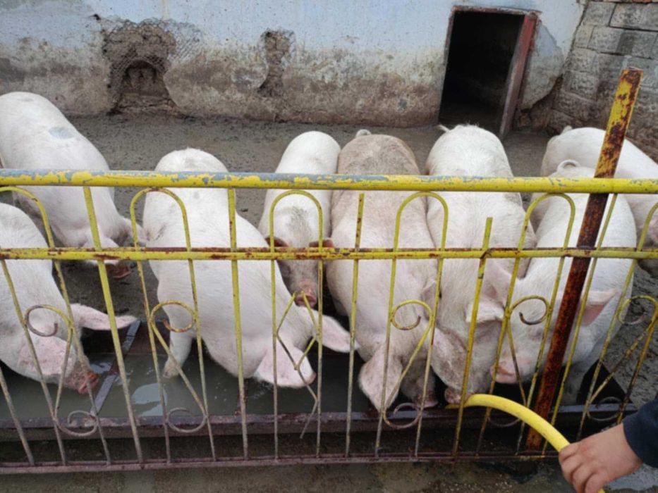 Продавам прасета.