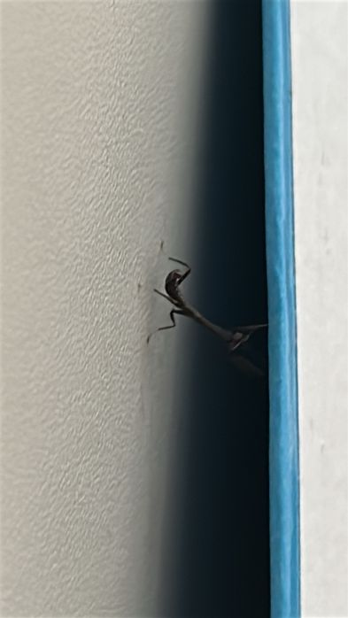 Богомол Phyllothelys breve