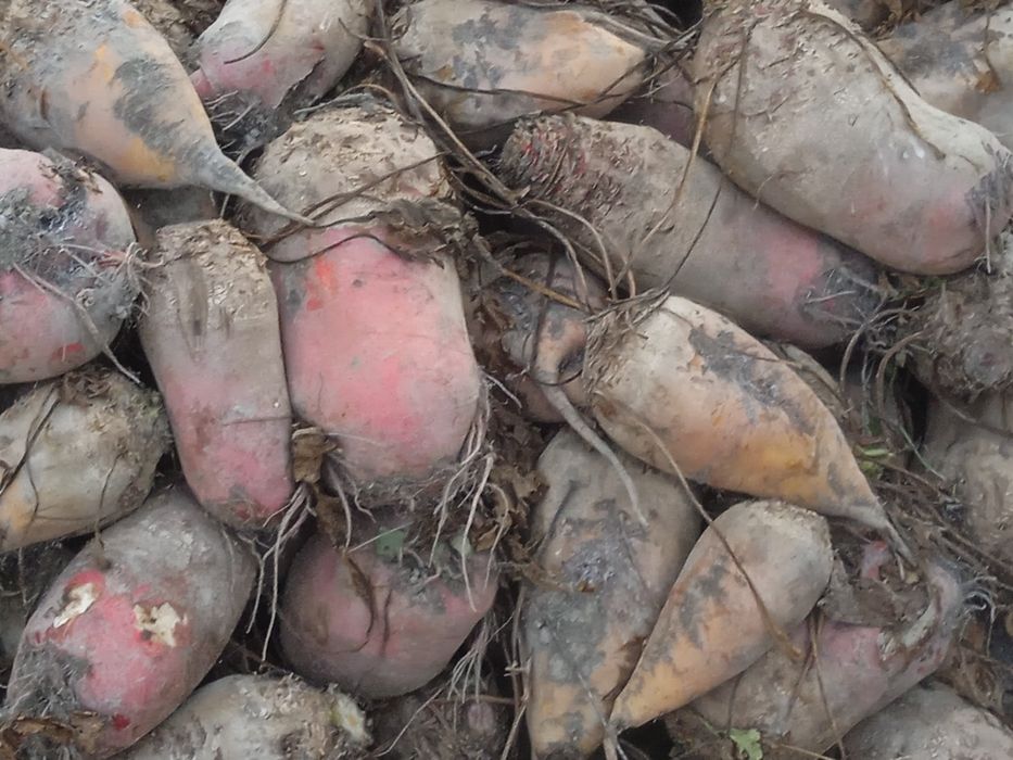 Karmavey     Lavlagilar