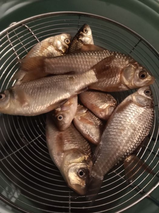 Продам живого карася. (Живец)