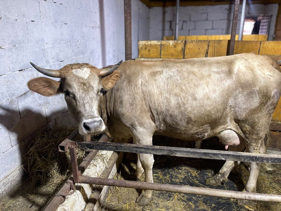 Junica la prima fatare cu vitel buna de lapte