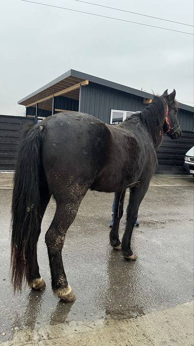 Vând cal castrat de 6 ani