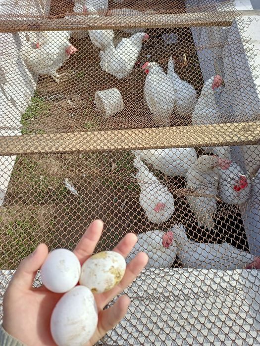 Легорн тауықтар сатылады