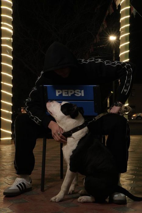 Собака чистокровный королевский Стафф на вязку