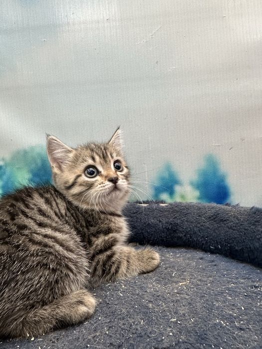 котята и мама кошка