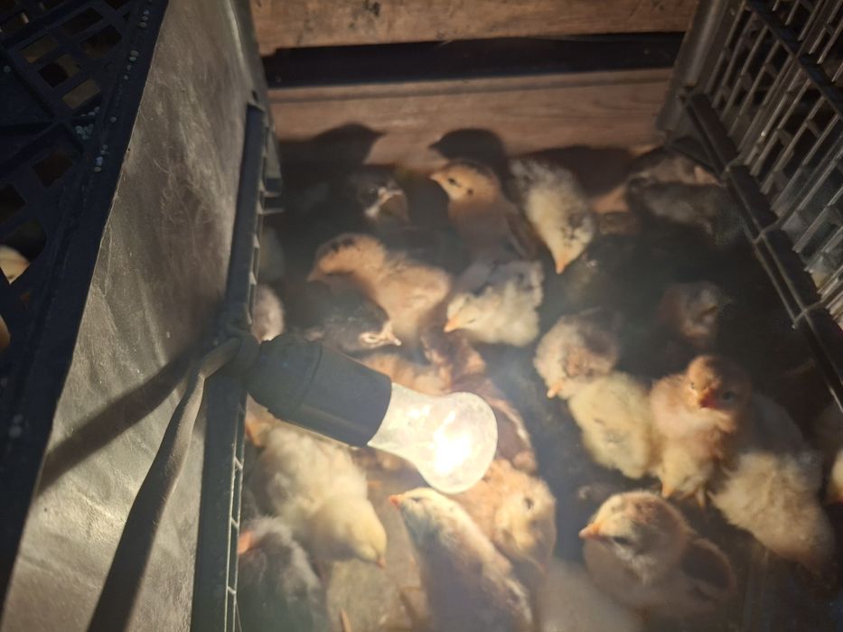 Цыплята  недельные домашних кур