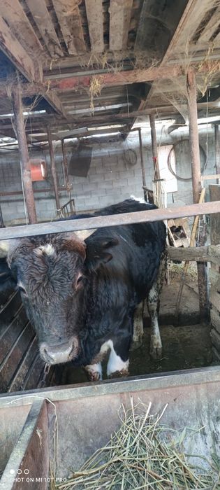 Бык, согым, мясо, бука