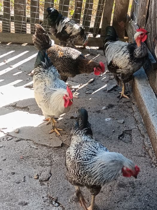 Cocoșei de vanzare