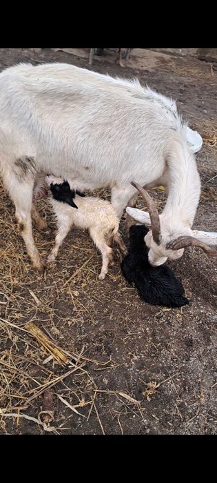 Capra sannen vand sau schimb