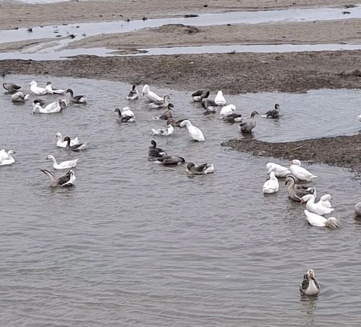 Срочно продам гуси