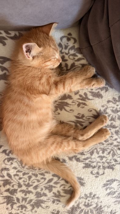 Котенок- мальчик