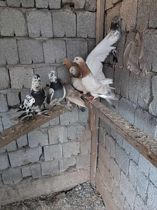 Голуби дамшные птицы