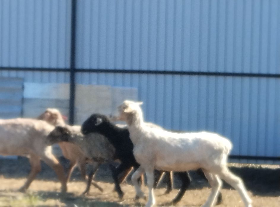 Продам овец оптом