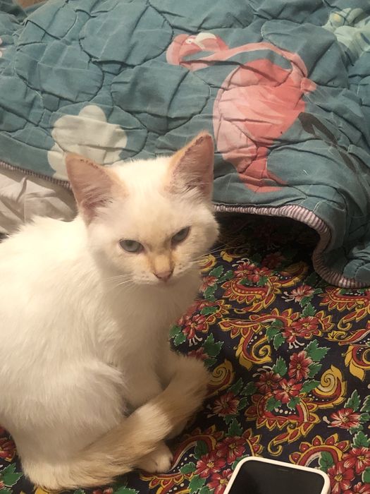 Отдам даром 2 котика на добрые руки