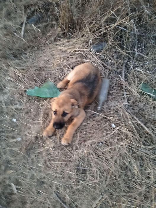 Отдам щенков в хорошие руки